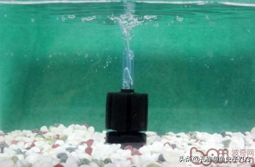 一周不在家孔雀鱼怎么办呢,假期不在家孔雀鱼会不会死