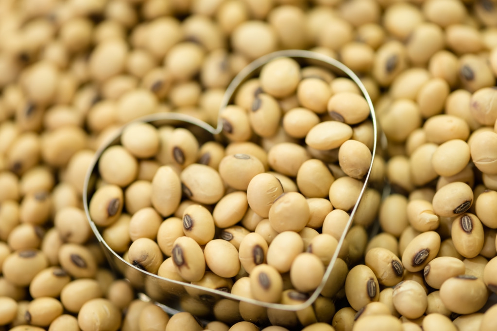 黑龙江省二月大豆市场，价格走势与行情总结，后期走势及分析