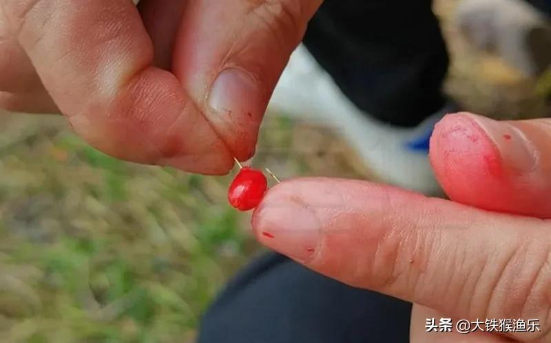 秋天小杂鱼闹窝钓鲫鱼绝招,野钓杂鱼闹窝的最佳方法