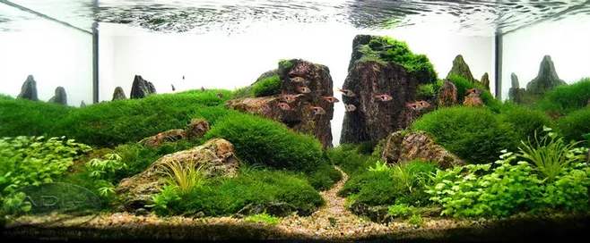 不同宠物花销大盘点原来养它才是真土豪