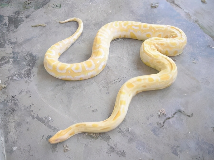 被蟒蛇吞进肚子能否用刀自救实验,你被蟒蛇吞下能用刀自救吗