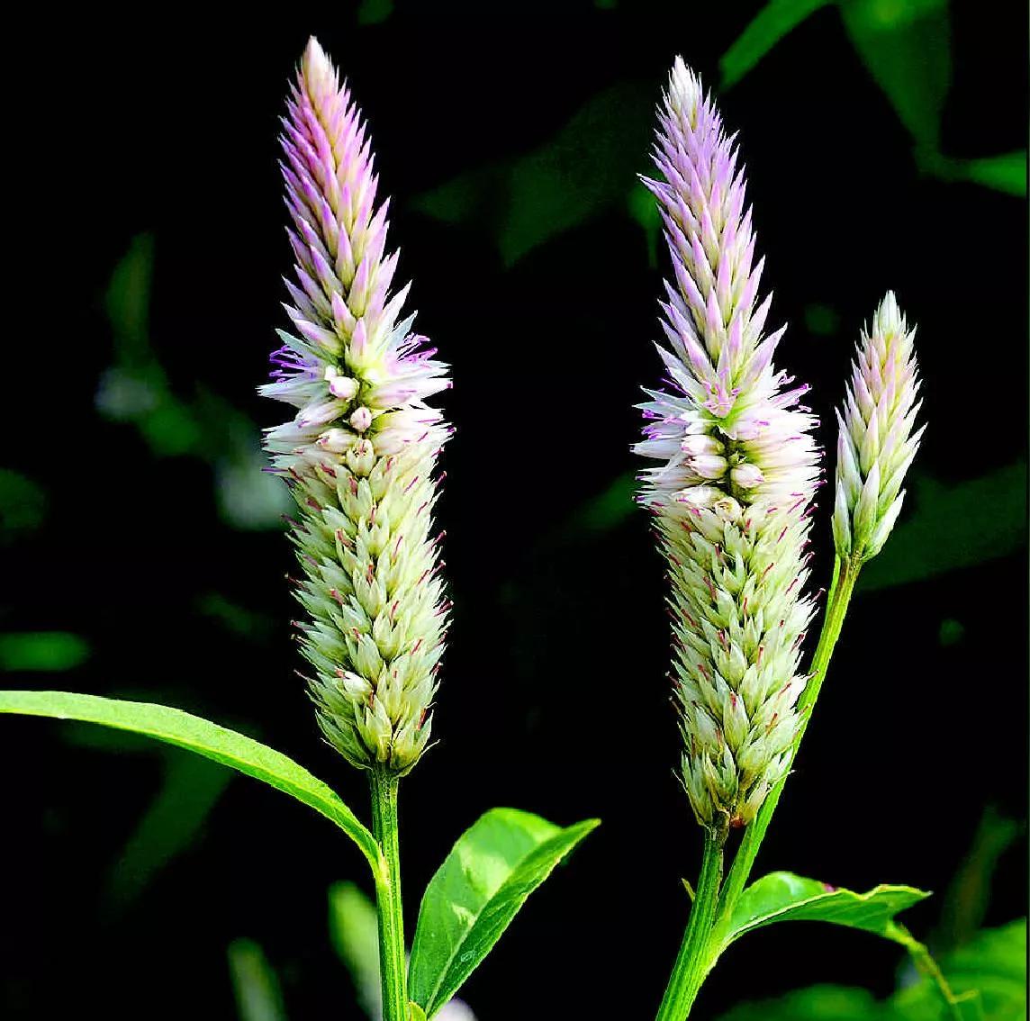 青葙子功能主治,黄连薄荷青葙子