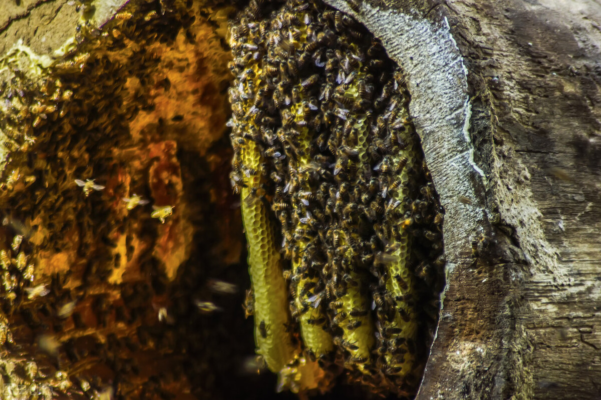 如何使蜜蜂从洞里出来,如何从洞里把蜜蜂引出来