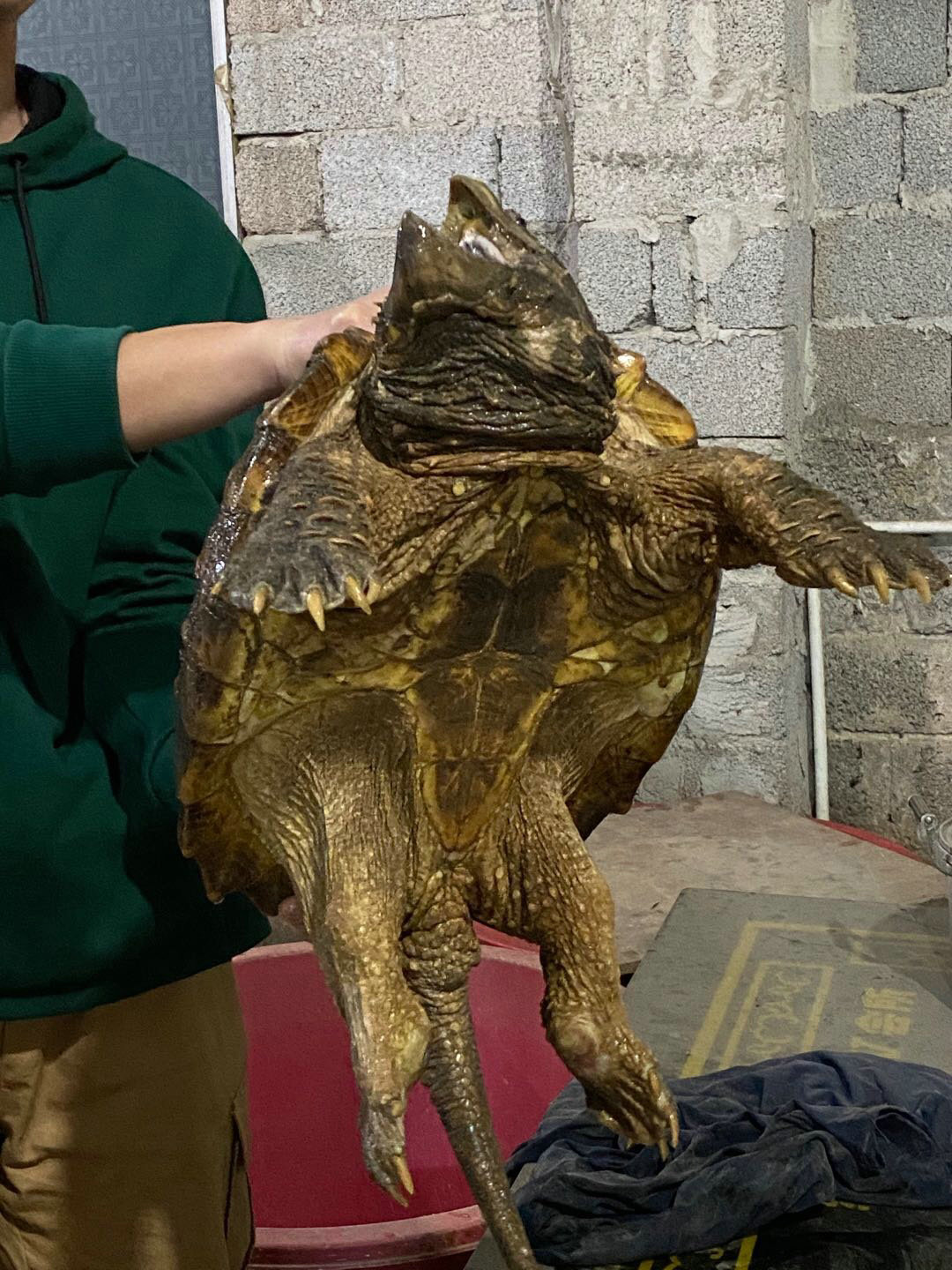 大水冲出乌龟,村中洪水意外发现巨龟