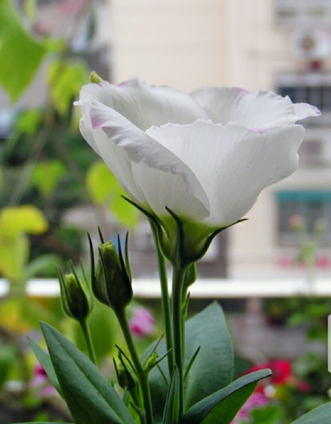 铃儿响叮当双音和弦五线谱,铃儿响叮当三级长笛