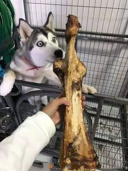 猫砂丢干垃圾还是湿垃圾,猫砂和猫屎可以扔垃圾桶吗