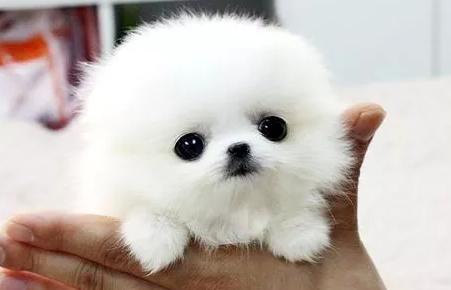 茶杯犬真的不会长大?买一只多少钱?