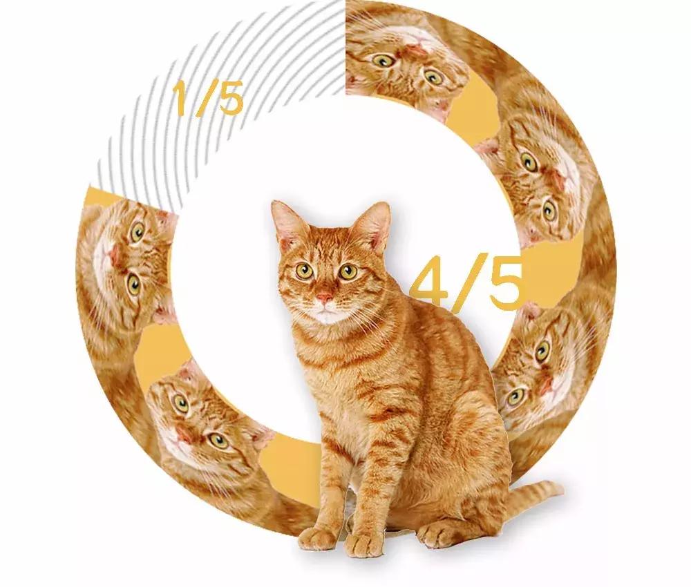 自从有了橘猫,我终于体会到什么叫“十橘九渣”!