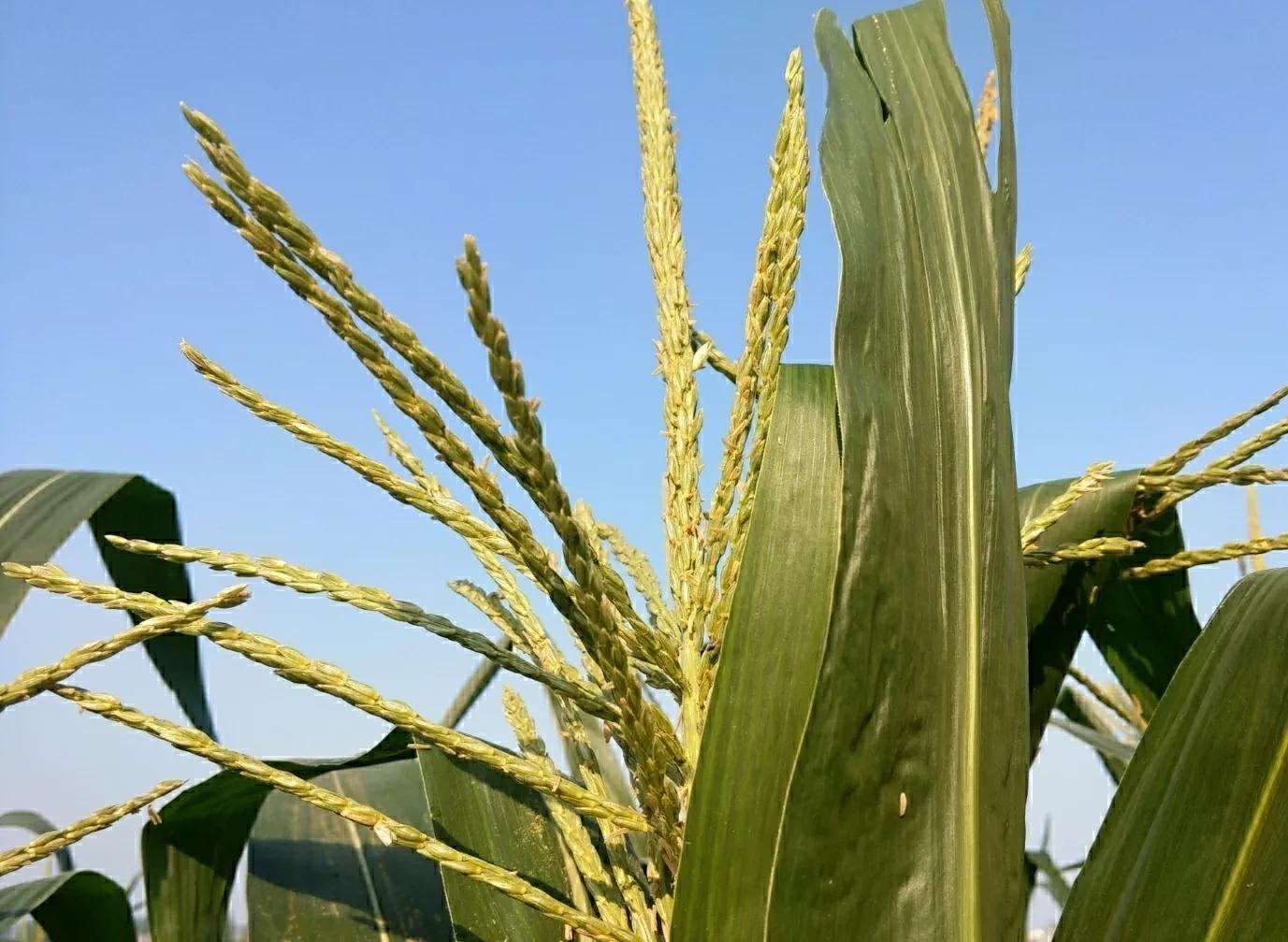 玉米不喷药怎么控旺,玉米喷药和追肥的技巧