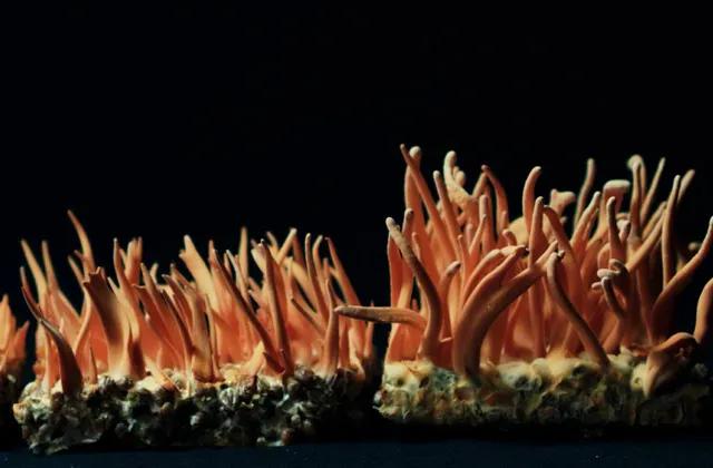 假如虫草会说话——访蛹虫草