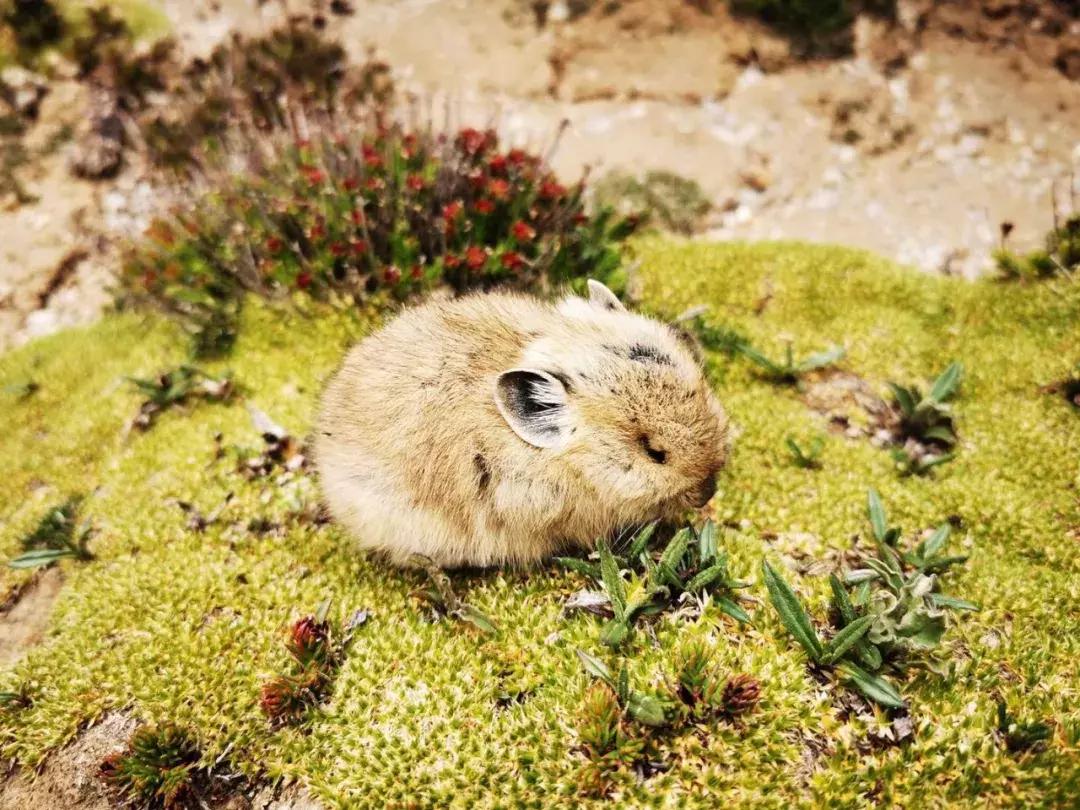 帕杰罗越野能力真的强吗 (帕杰罗是越野性能最好的车)