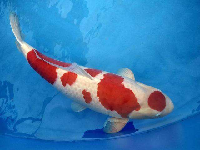 锦鲤烂鳍拒食,锦鲤鱼拒食