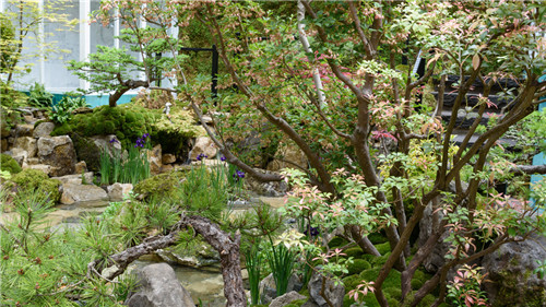 切尔西花展举办,2020年切尔西花展抢先看