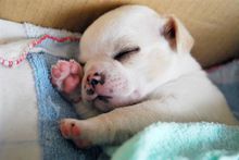 吉娃娃饲养容易吗,吉娃娃犬好训练吗