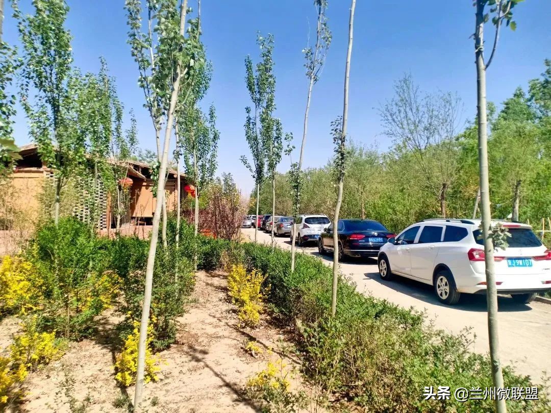 杏林湖黑天鹅,五一假期观光兰州