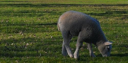 木屋烧烤夏季也有烤全羊吗,木屋烧烤的烤全羊
