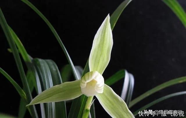 隆昌素“云顶香”险些绝迹的旧事