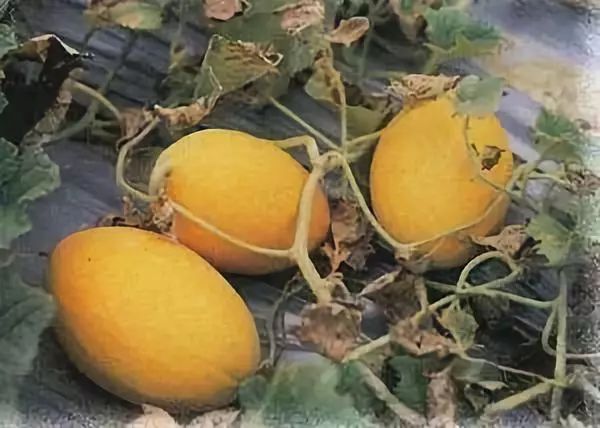 全国各地最全特产,全新疆特产