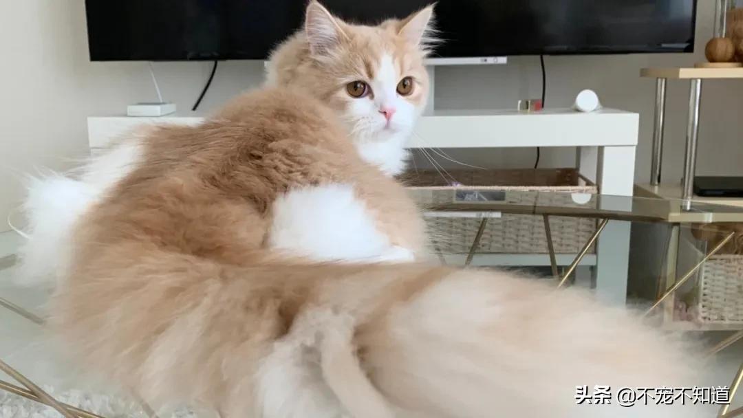 岛国妹子养的超萌小奶猫，几个月后变成巨兽了