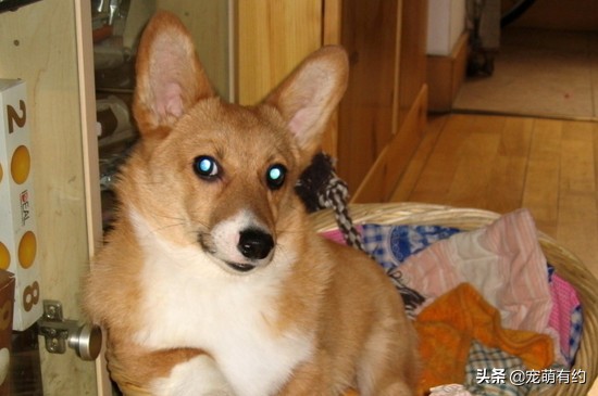 田园犬和博美柯基,柯基幼犬和博美幼犬怎么选