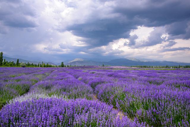 伊犁霍城薰衣草花海,伊犁霍城薰衣草真美