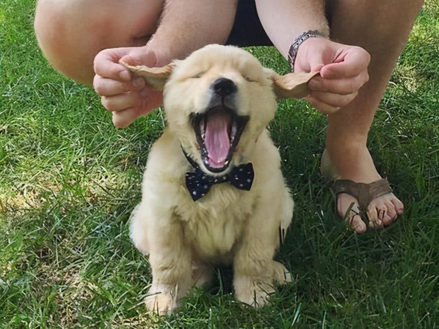 戈赞宠物,戈赞养宠物视频大全