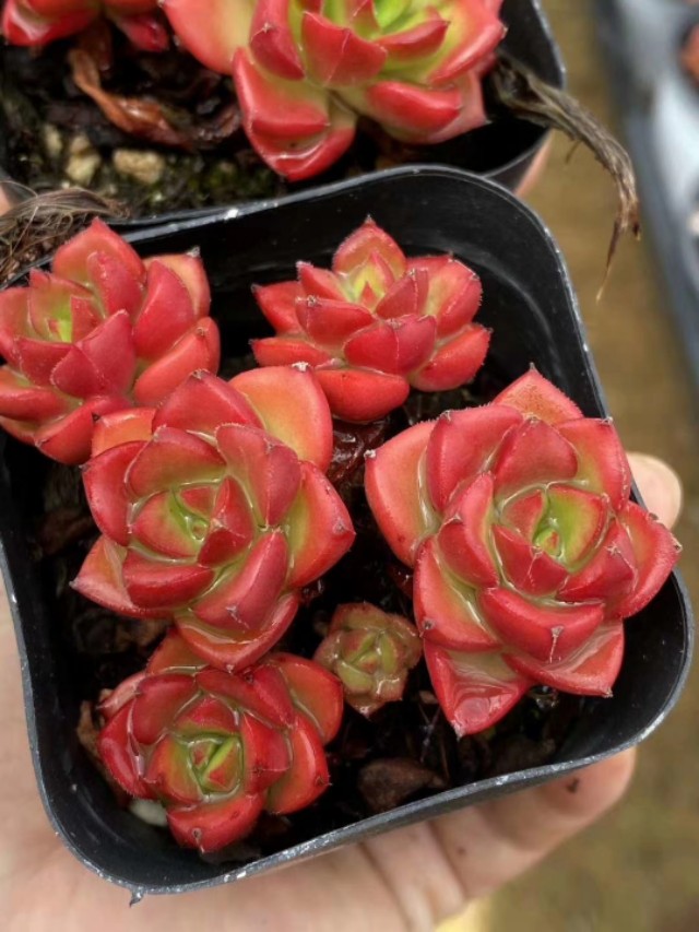 蒂亚多肉植物怎么养,多肉蒂亚小苗怎么养好