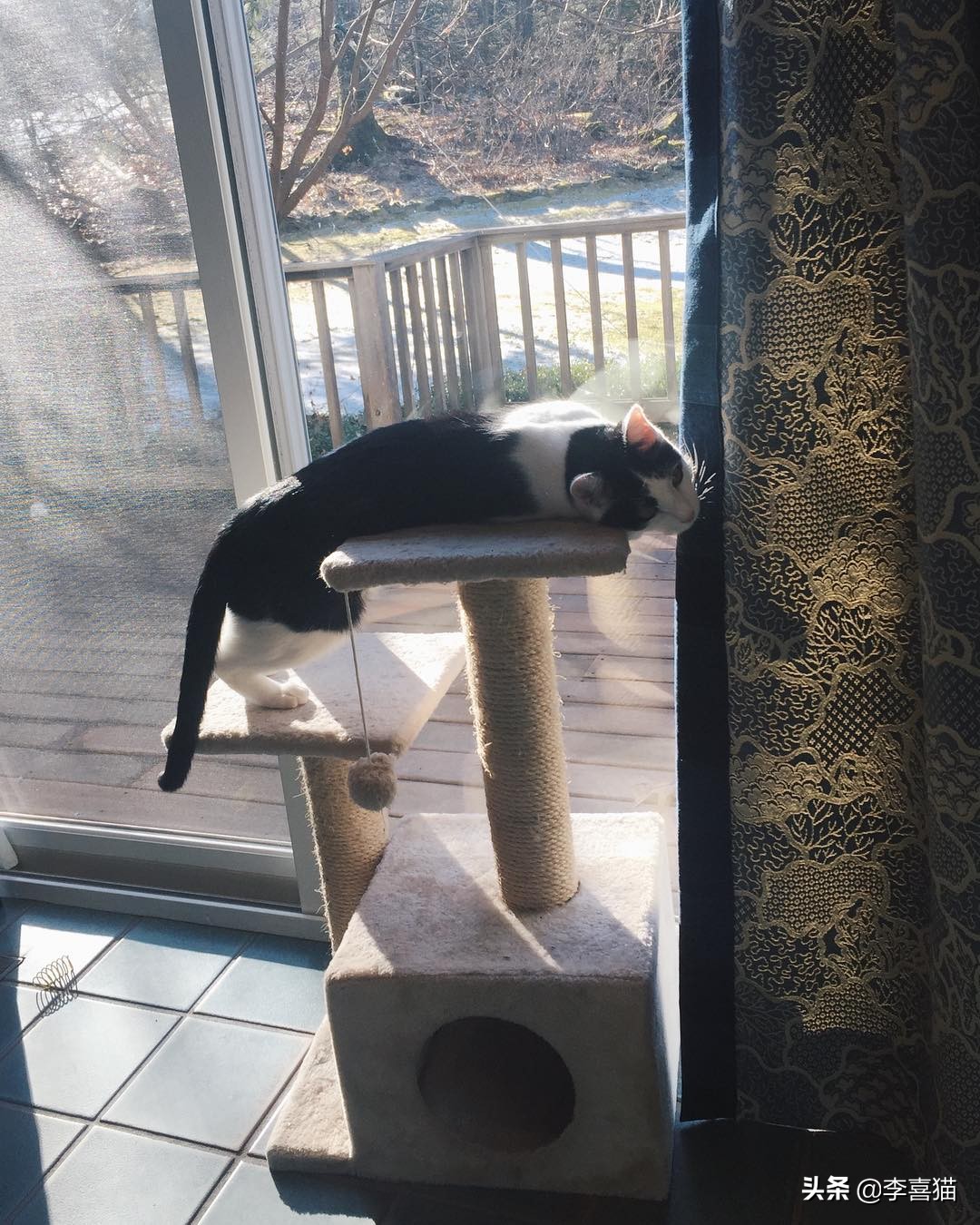 怎么防止猫咪挠家具,如何解决猫咪挠家具