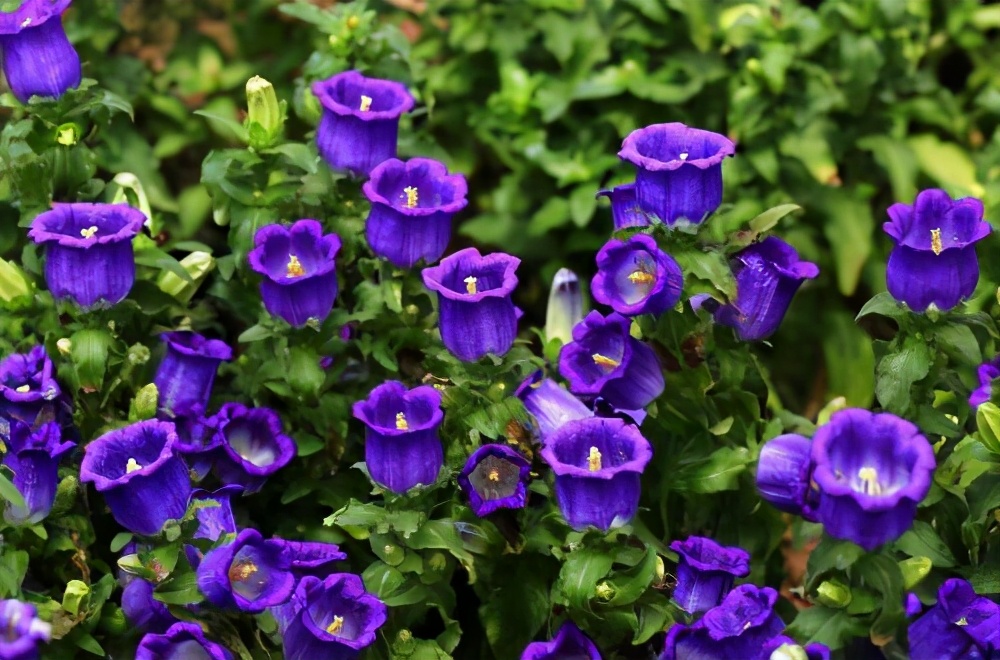 紫色风铃草花,有一种花叫风铃花它的花语