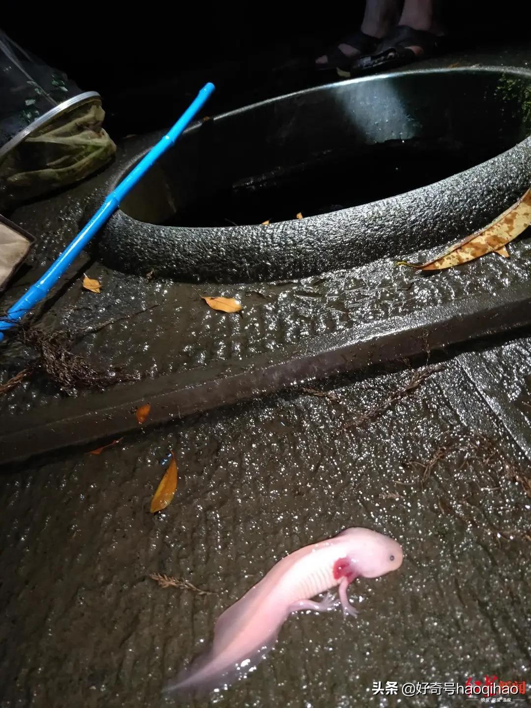 六角恐龙鱼为什么有再生能力,六角恐龙鱼腿再生