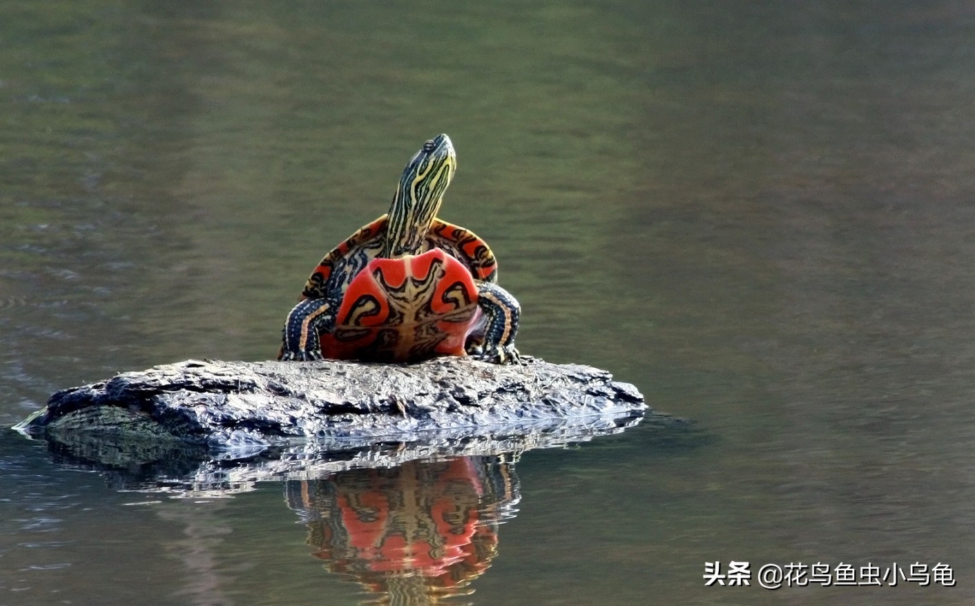 东锦龟和西锦龟长大后哪个好看,南石龟什么颜色最好看