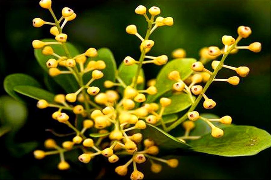 米兰花怎么快速养高大,新手养米兰花的正确方法