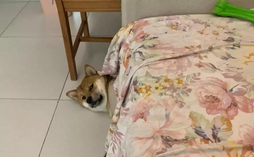 狗狗这么可爱，怎么舍得和它吵架呢？除非忍不住