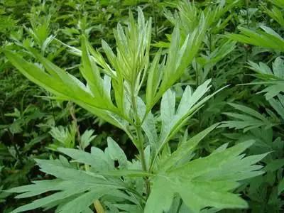 最近很火的艾草在室内使用有效果,艾草对女人的好处