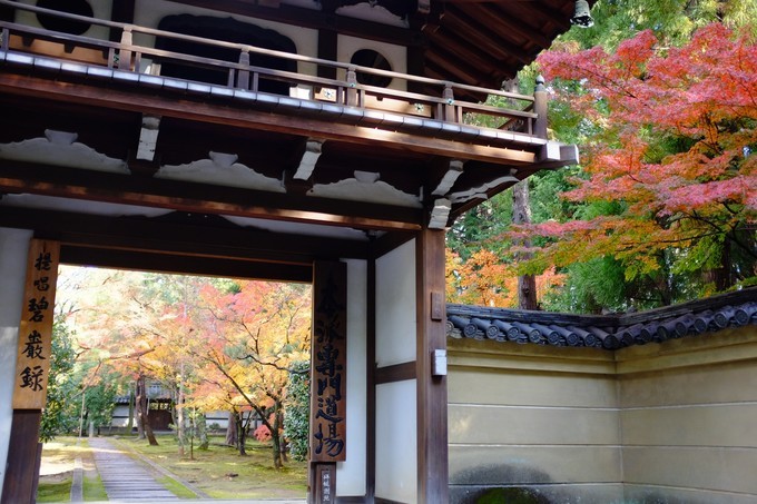 京都赏枫2022,京都赏枫必去景点有哪些好玩的