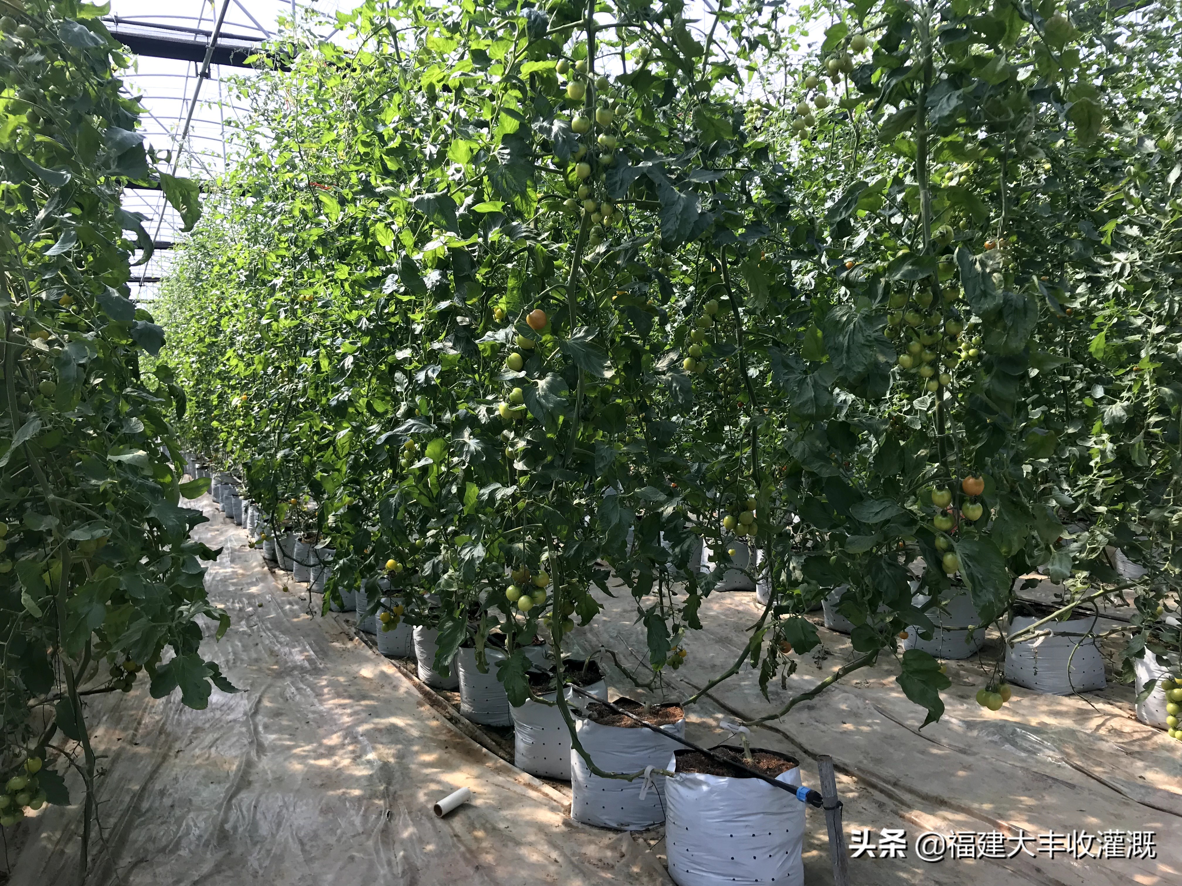 微喷注意事项,微喷带怎么使用