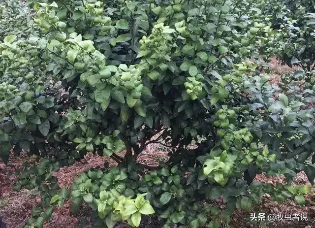 柑橘返青的原因,柑橘叶片打卷怎么办