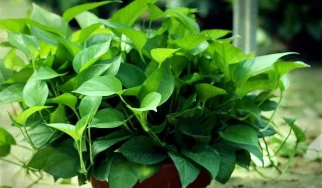 谁说绿萝知识浇浇水?很多人都养错了,绿萝应该这么养