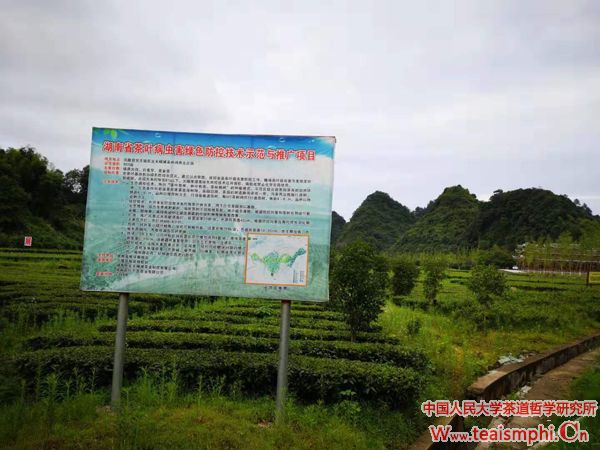 今日茶道李锡洪：良月之花木芙蓉及与木芙蓉相关的茶