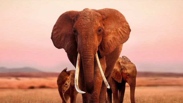 如果动物统治了地球人类会怎么样,人类消失什么动物会统治地球