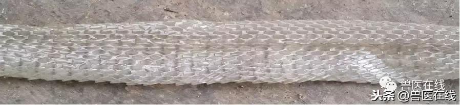 母猪胎衣怎么看病情,如何通过猪胎衣判断疾病