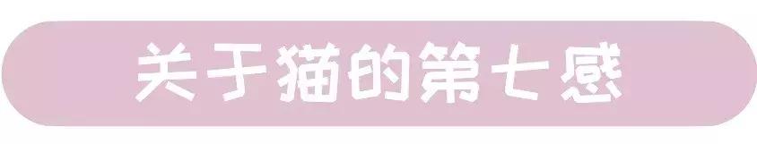 猫咪跑出去了自己知道回家吗,为什么猫咪离家回来后就很老实