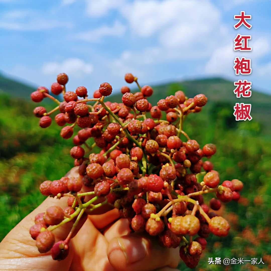 花椒好吃但是摘花椒也辛苦,教给大家采摘花椒的小技巧