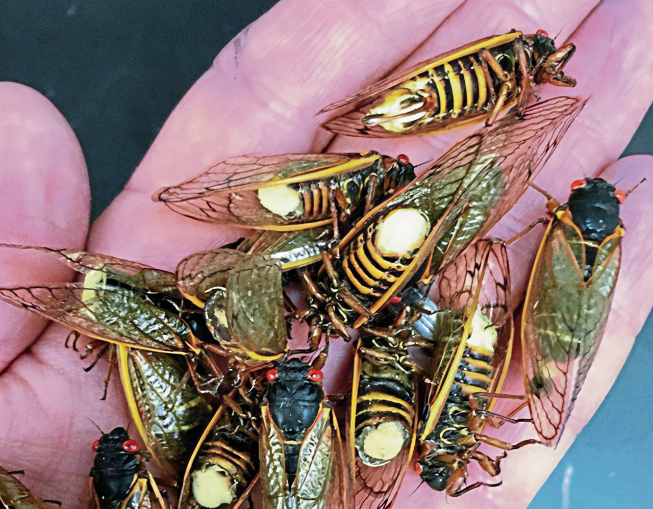 十七年蝉和普通蝉可以繁殖吗,17年出现一次的蝉