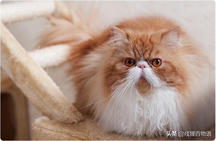 猫咪遗传性肾衰竭会死吗,猫咪肾脏肿大疾病有哪些