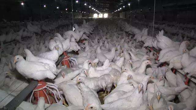 为什么冬天养鸡容易生病,养鸡的时候鸡生病了怎么办