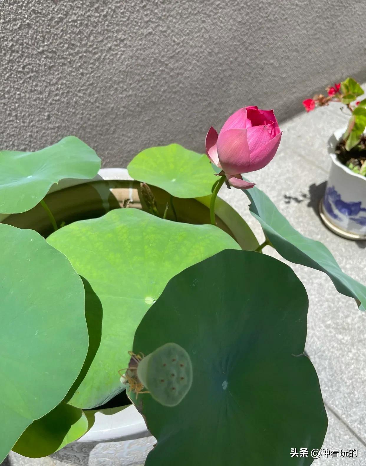 碗莲长出八个叶子什么时候能开花,碗莲叶子怎么竖不起来老浮在水面