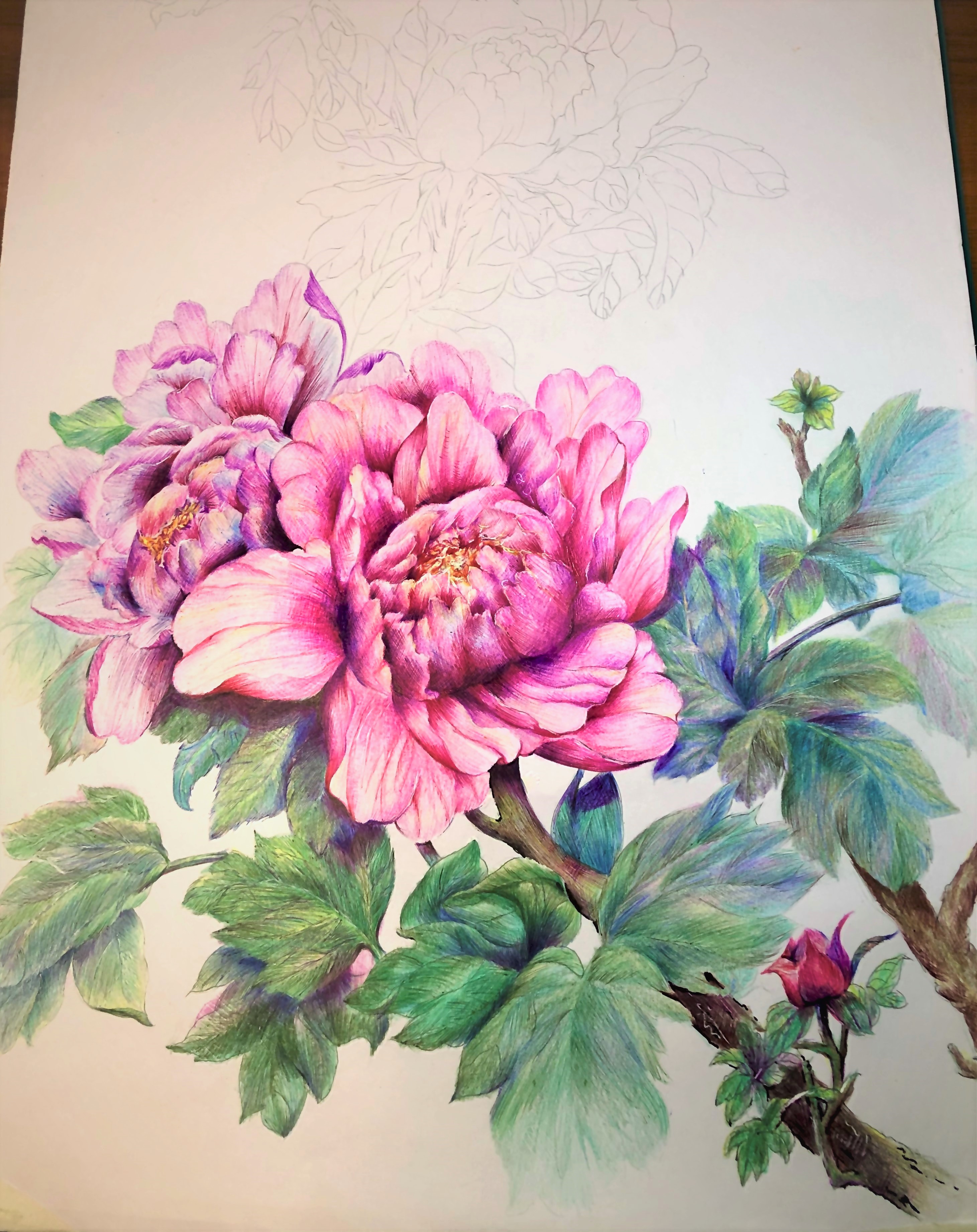 圆珠笔画牡丹教学,圆珠笔画牡丹的画法