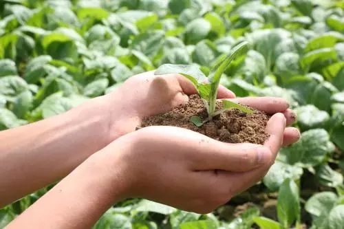 中国有机农业的道路应该如何寻找,有机农业中国农业