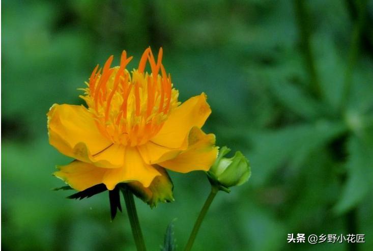 金莲花药用功效与作用,金莲花的奇特功效